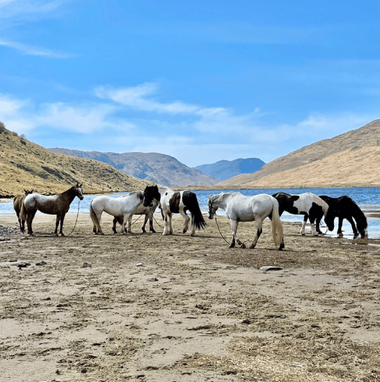 sejour-ecosse-train-lac-cheval